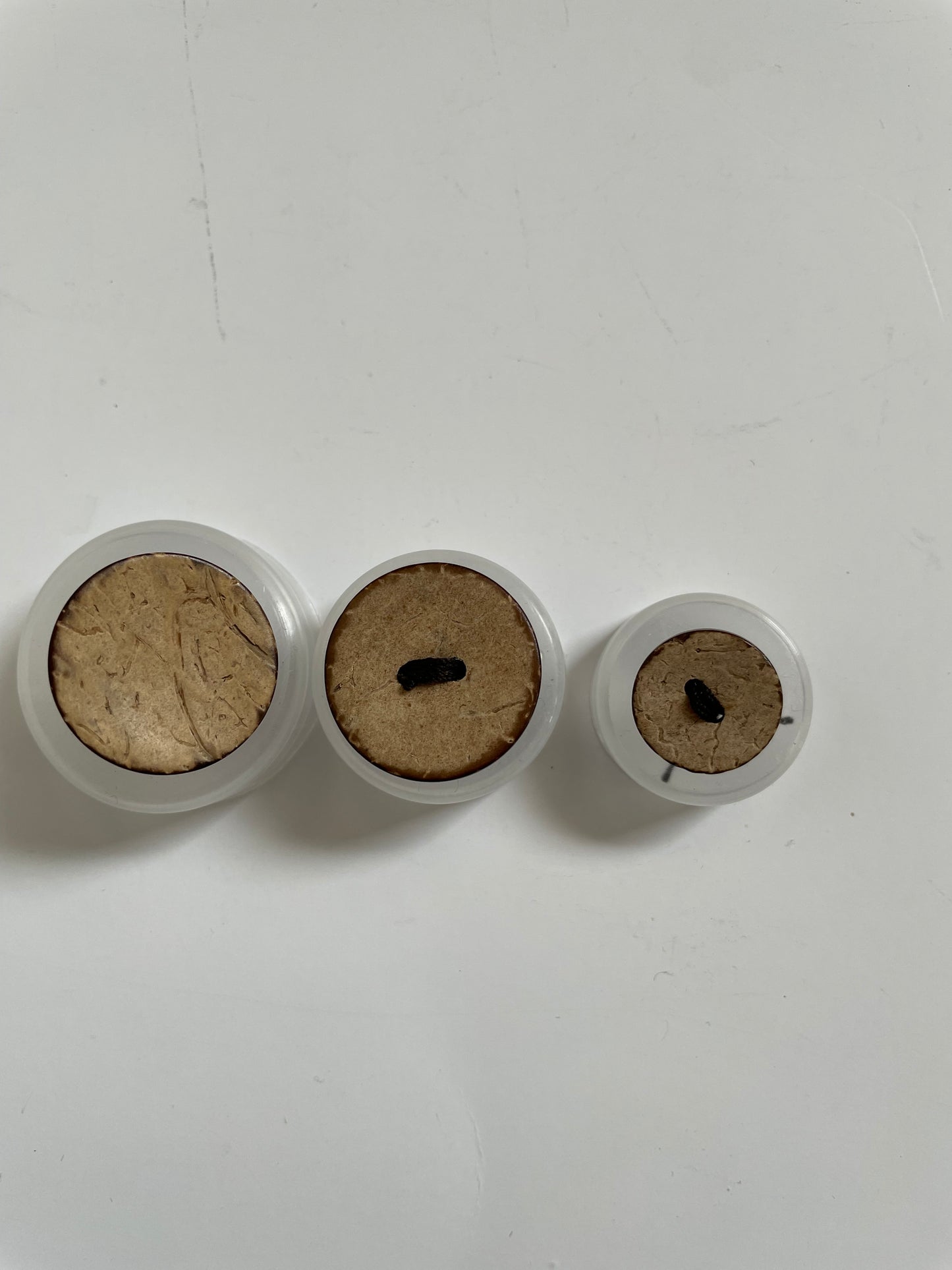Boutons coco naturel