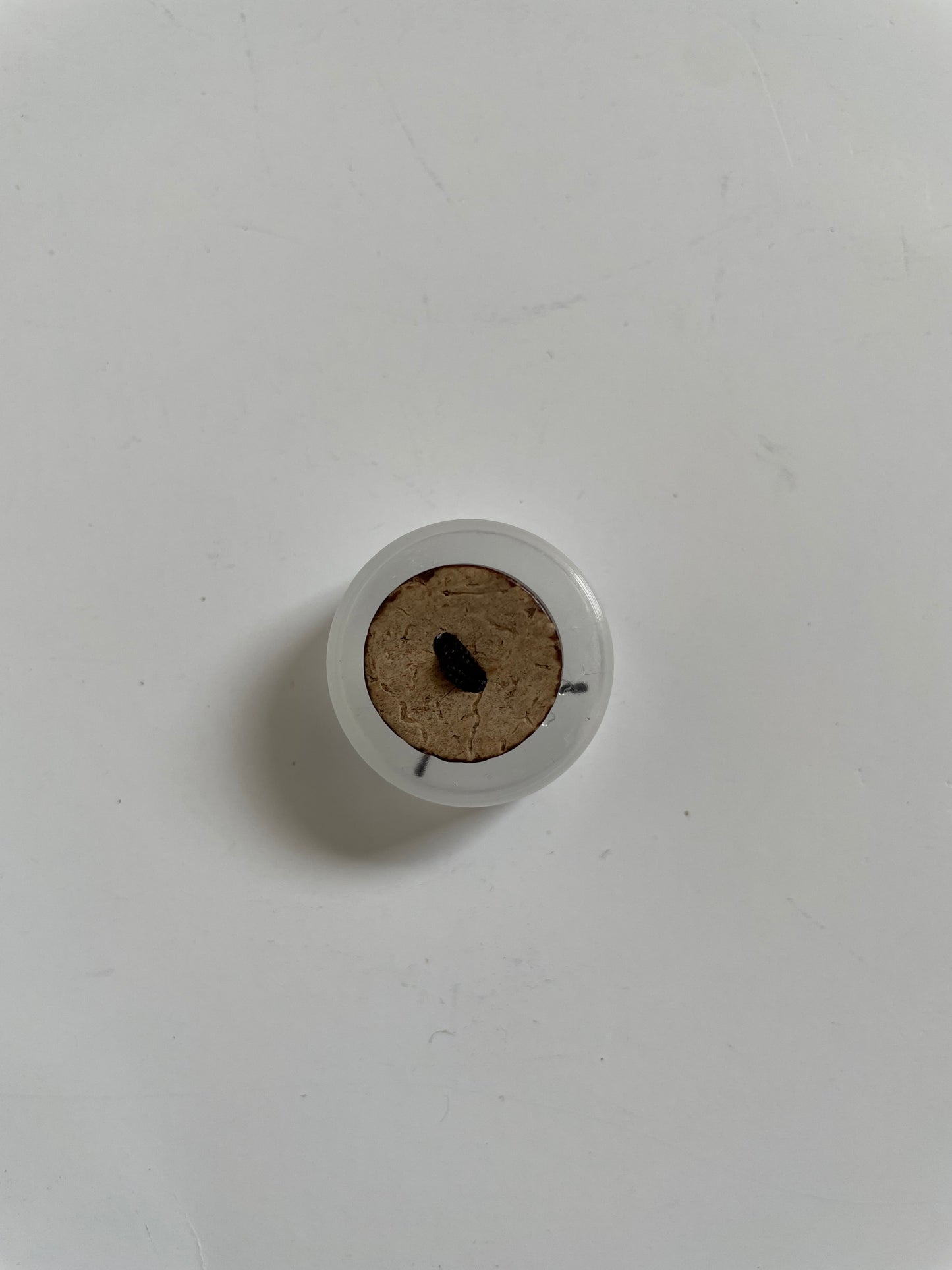 Boutons coco naturel