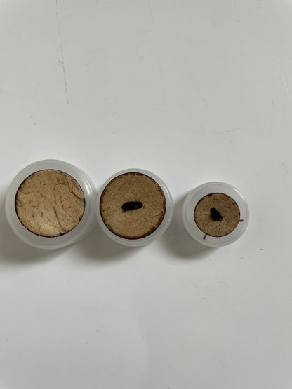 Boutons coco naturel