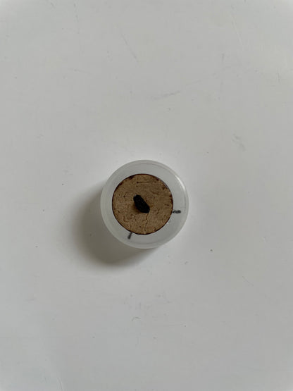 Boutons coco naturel