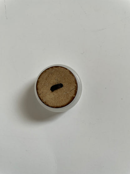 Boutons coco naturel